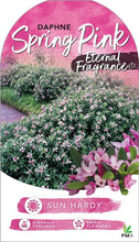 Load image into Gallery viewer, DAPHNE ETERNAL FRAGRANCE SPRING PINK 15.0L
