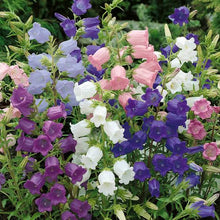 Load image into Gallery viewer, CANTERBURY BELLS CUP &amp; SAUCER SEED
