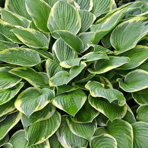 HOSTA WIDE BRIM 2.0L