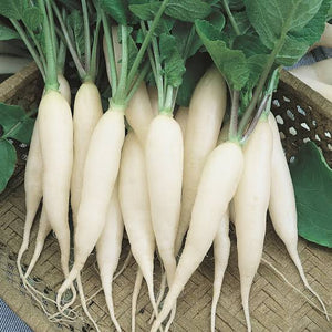 RADISH LONG WHITE ICICLE SEED