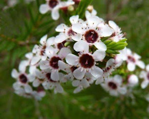 CHAMAELAUCIUM FLORIDERUM WALPOLE WAX