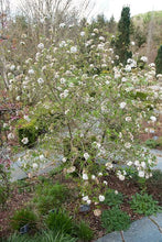 Load image into Gallery viewer, VIBURNUM BURKWOODII ANNE RUSSELL 6.0L
