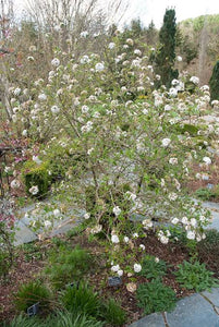 VIBURNUM BURKWOODII ANNE RUSSELL 6.0L