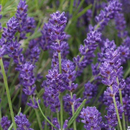 LAVENDER ENGLISH FOVEAUX STORM 2.5L