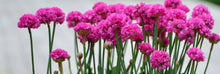 Load image into Gallery viewer, ARMERIA ARMAZING ROSE 1.5L
