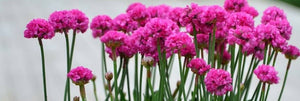 ARMERIA ARMAZING ROSE 1.5L