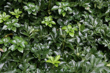 Load image into Gallery viewer, PACHYSANDRA TERMINALIS GREEN SHEEN 1.5L
