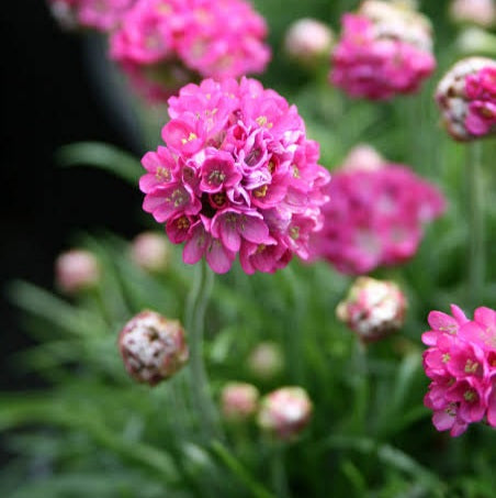 ARMERIA ARMAZING ROSE 1.5L