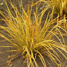 Load image into Gallery viewer, LIBERTIA IXIOIDES GOLDFINGER 1.5L
