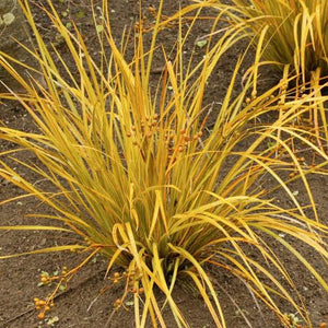 LIBERTIA IXIOIDES GOLDFINGER 1.5L