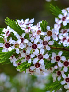 CHAMAELAUCIUM FLORIDERUM WALPOLE WAX