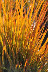 LIBERTIA IXIOIDES GOLDFINGER 1.5L