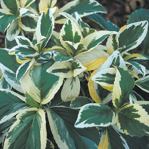 HYDRANGEA MACROPHYLLA LEMON WAVE