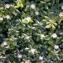 Load image into Gallery viewer, PACHYSANDRA TERMINALIS GREEN SHEEN 1.5L
