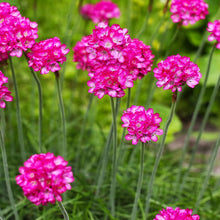 Load image into Gallery viewer, ARMERIA ARMAZING ROSE 1.5L
