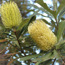 Load image into Gallery viewer, BANKSIA INTEGRIFOLIA COASTAL BANKSIA 3.3L
