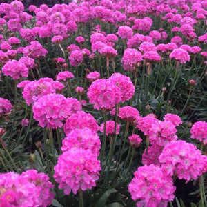 ARMERIA DREAMERIA DAYDREAM 1.5L