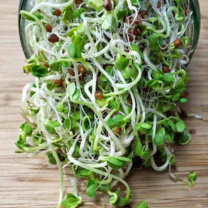 RADISH SPROUTS SEED