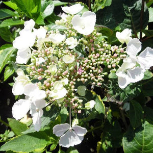 HYDRANGEA MACROPHYLLA LEMON WAVE