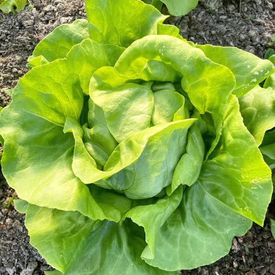 LETTUCE BUTTERCRUNCH SEED