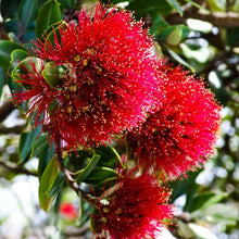 Load image into Gallery viewer, METROSIDEROS EXCELSA MAORI PRINCESS 8.5L
