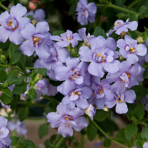 BACOPA SCOPIA DOUBLE BLUE 1.5L