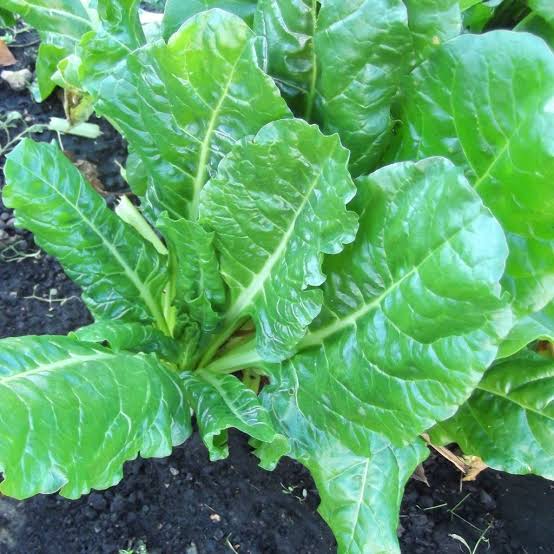 SILVERBEET PERPETUAL SEED