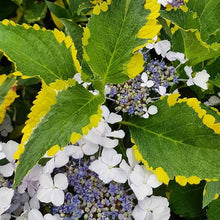 Load image into Gallery viewer, HYDRANGEA MACROPHYLLA LEMON WAVE
