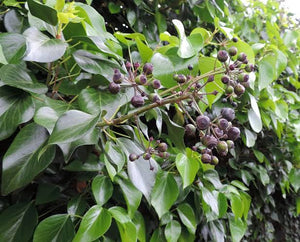 HEDERA CANARIENSIS CANARY ISLAND IVY