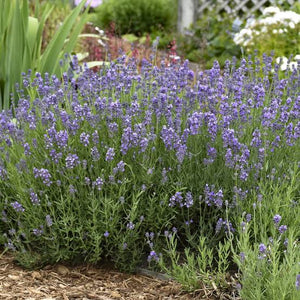 LAVENDER ENGLISH MUNSTEAD 14CM