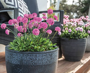 ARMERIA DREAMERIA DAYDREAM 1.5L