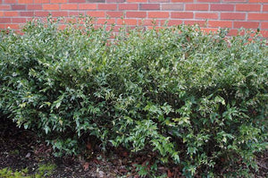 SARCOCOCCA CONFUSA 1.5L