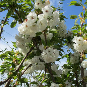 PRUNUS SERRULATA SHIROTAE 1.8M PB28