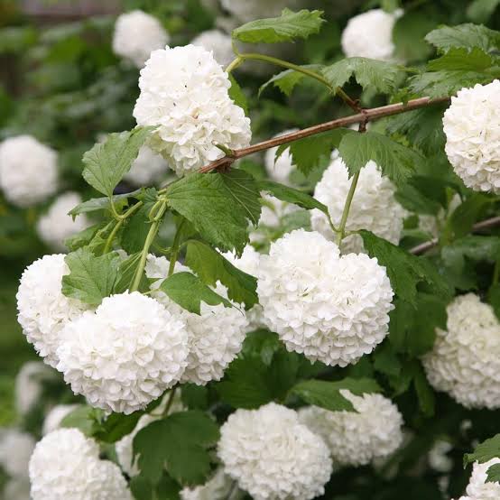 VIBURNUM OPULUS STERILE SNOWBALL BUSH PB18