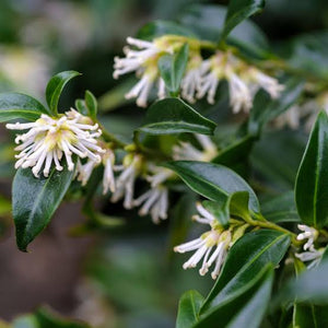 SARCOCOCCA CONFUSA 1.5L