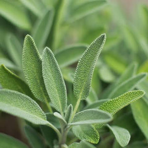 SAGE SEED