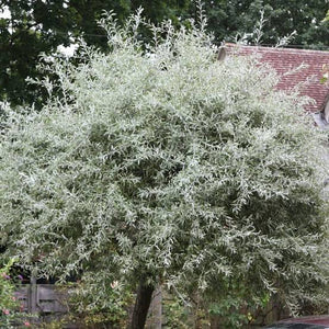 PYRUS SALICIFOLIA PENDULA SILVER WEEPING PEAR 1.5M PB28