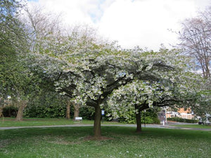 PRUNUS SERRULATA SHIROTAE 1.5M PB28