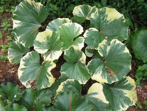 LIGULARIA TUSSILAGINEA ARGENTEA