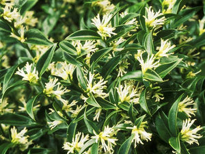 SARCOCOCCA CONFUSA 1.5L