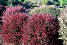 Load image into Gallery viewer, LEPTOSPERMUM CRIMSON GLORY 4.0L
