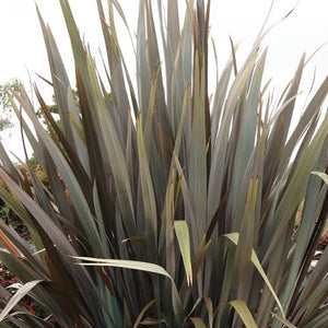 PHORMIUM WILD WOOD 3.0L