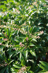 PIERIS DOROTHY WYKOFF 6.0L