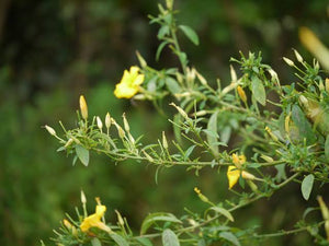 REINWARDTIA INDICA