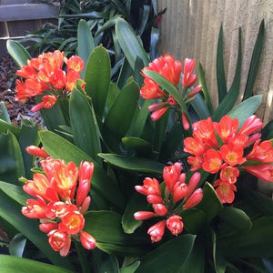 CLIVIA RED 2.5L