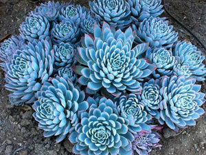 ECHEVERIA VIOLET QUEEN 1.9L