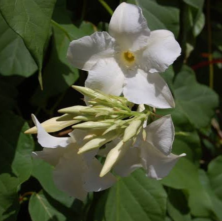 MANDEVILLA LAXA 3.5L