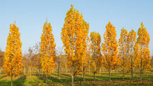 Load image into Gallery viewer, LIRIODENDRON ARNOLD TULIP TREE PB28
