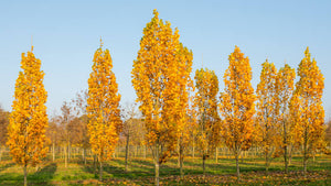 LIRIODENDRON ARNOLD TULIP TREE PB28