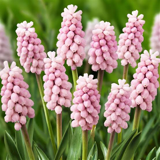 MUSCARI PINK SURPRISE 5PK